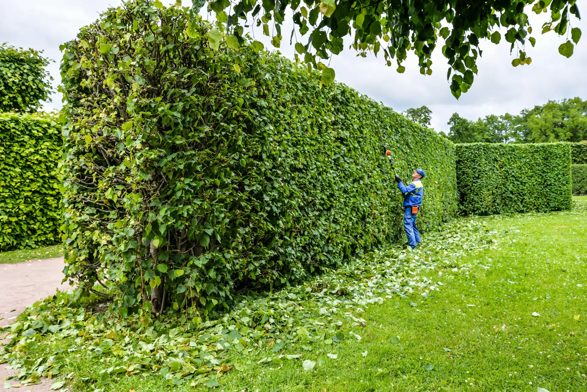 Jardinier taillant une grande haie verte au cordeau