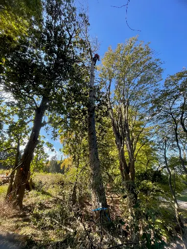 Élagueur-grimpeur en hauteur dans un grand arbre, travail à la corde