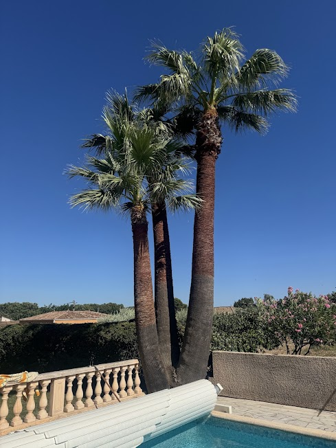 Palmier taillé en jardin avec piscine, ciel bleu et terrasse
