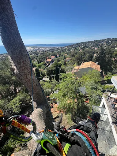 Vue depuis la cime d'un arbre avec mousquetons et cordes d'élagueur-grimpeur